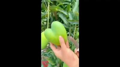  انبه‌ای که به شکل قلب درآمد (فیلم)