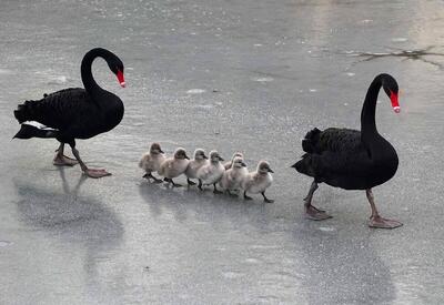  دیدنی های امروز؛ از دیدار ترامپ و نتانیاهو تا تصاویر برگزیده سال 2025