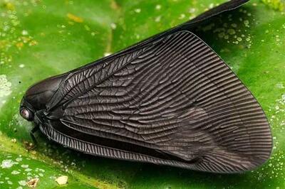 بتمن در دنیای حشرات، دیده شد