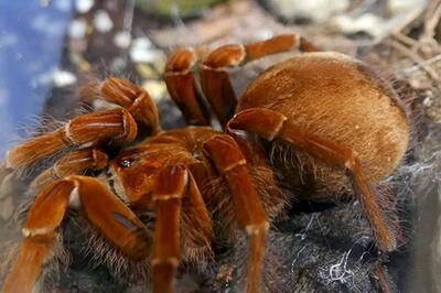  کشف عنکبوت یاقوتی که همه را شگفت‌زده کرد