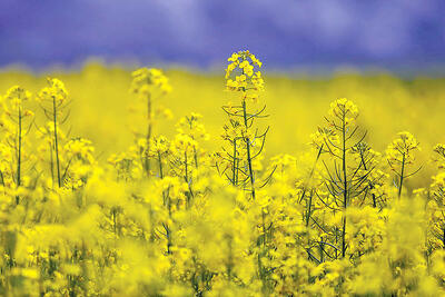 پیش‌بینی تولید ۴۰۰ هزار تن دانه‌های روغنی