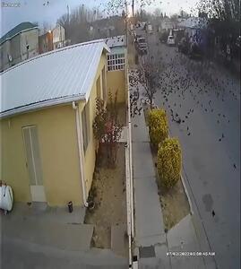  برخورد دسته بزرگ پرندگان به زمین!