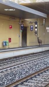 گوزن سرگردان در ایستگاه قطار