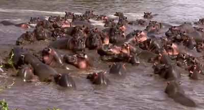 حمله گله اسب‌های آبی به تمساح نگونبخت! | ویدئو