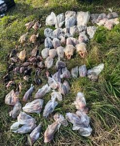  کشف محموله قاچاق پرندگان مهاجر در فریدونکنار