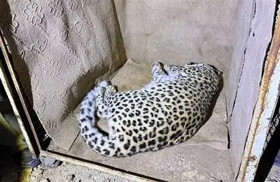 روند بررسی وضعیت سلامت «پلنگ شهمیرزاد» آغاز شد