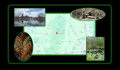 ثبت انرژی «اسرارآمیز» یک باتلاق جادویی/ عکس‌هایی که ژانر وحشت را تداعی می‌کنند