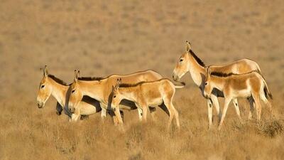 وقتی صیاد، بلد محلی گردشگران شد