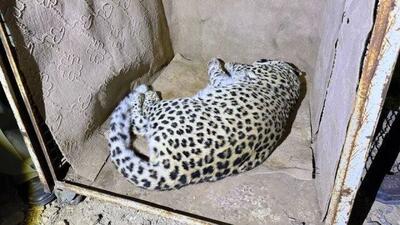 پلنگ سرگردان شهمیرزاد به تهران رسید