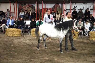 ۱۲۰۰ راس اسب نژاد کاسپین در کشور به ثبت رسیده است