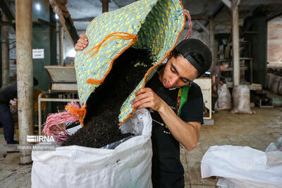 پرونده ۳۱ هزارتن چای سنواتی بسته شد