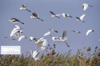  پرندگان مهاجر در تالاب‌های شمال استان اردبیل فرود آمدند
