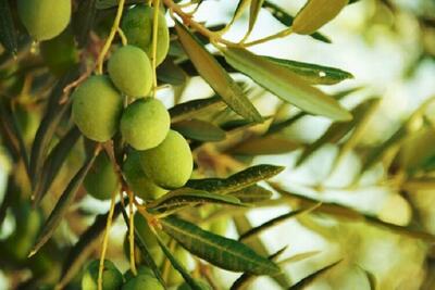  زیتون خراسان جنوبی در مسیر اصلاح الگوی تولید با تکیه بر محصول سالم