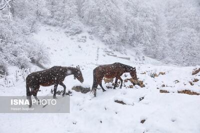  بارش برف زمستانی سوادکوه - مازندران