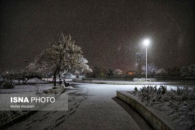  قطع برق در محدوده خیابان آزادی تا استقلال مشهد به دلیل سقوط درخت