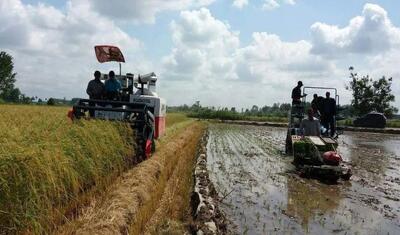 تولید ۱۰۰ هزار تن برنج کشت دوم پاییزه در گیلان