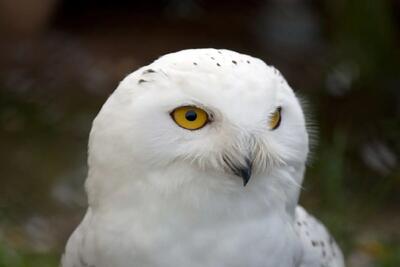 نماد طبیعت شمال سوئد برای همیشه از میان رفت