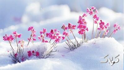 هشدار بارش‌ سیل‌آسا و کولاک در این استان؛ فردا سردترین روز سال است - مجله اینترنتی کولاک