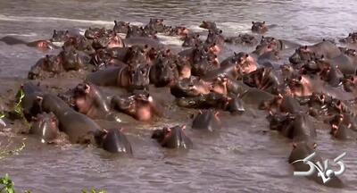 حمله گله اسب‌های آبی به تمساح نگونبخت! | ویدئو - مجله اینترنتی کولاک