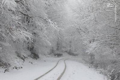 عکس/ بارش برف زمستانی سوادکوه