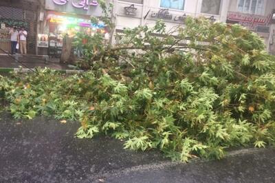  مومنی: باد شدید در رشت موجب سقوط درخت روی خودرو شد