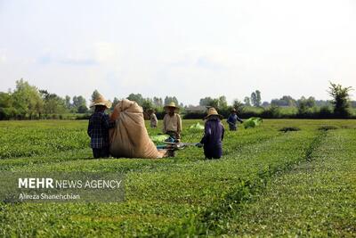 پایان پرونده چای سنواتی در کشور