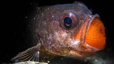  عکس‌ های نفس‌ گیر طبیعت 2025: لحظات بی‌ نظیر حیات وحش از قلب سیاره زمین