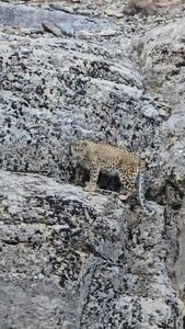 چشم در چشم شدن پلنگ نادر ایرانی با دوربین فیلمبردار در ایران + فیلم