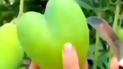  ظاهر عجیب انبه خبر ساز شد + فیلم