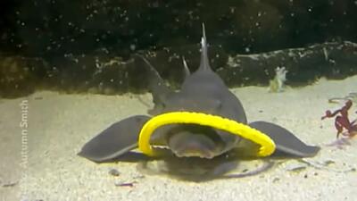 فراتر از انتظار: فیلم رقص بانمک کوسه‌ ها و سفره‌ ماهی‌ ها در آب!