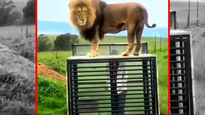  فیلم لحظه هیجان‌انگیز مواجهه انسان با شیر نر