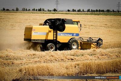افزایش ۲۰ درصدی سطح زیر کشت جو نسبت به سال گذشته در خراسان رضوی