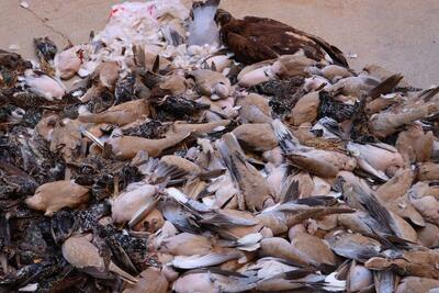 کشف محموله لاشه پرندگان قاچاق تحت حمایت اداره حفاظت محیط زیست در مازندران (۹ دی ۱۴۰۴)