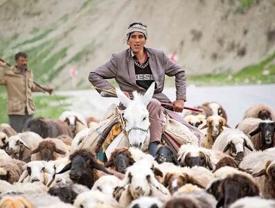  آواز عشایری؛ وقتی چوپان آهنگ گذاشت گوسفندا بشکن بالا میندازن