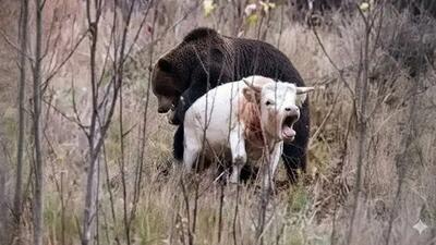  مستند حیات وحش؛ خرس سیاه گاو سفید دید دلش خواست