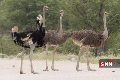  پروژه پرورش شترمرغ در رویین خراسان شمالی هوا شد؟ + فیلم