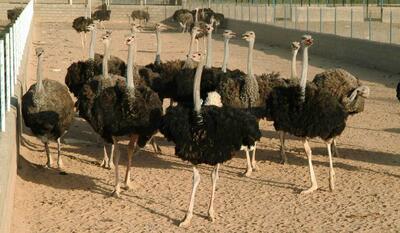  سرنوشت مبهم پرورش شترمرغ در رویین؛ از ممنوعیت استاندار تا پافشاری سرمایه‌گذار بر مجوز‌ها