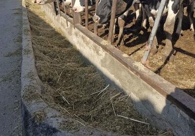 نهاده‌های دامی با تأخیر توزیع می‌شود - تسنیم