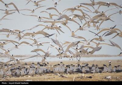 کشف 94 لاشه پرندگان مهاجر قاچاق در فریدونکنار - تسنیم