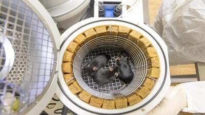 زایمان سالم موش‌های چینی پس از بازگشت از فضا