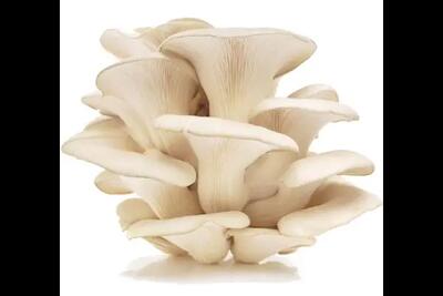 آموزش گام‌به‌گام پرورش قارچ صدفی؛ کسب درآمد از ضایعات کشاورزی