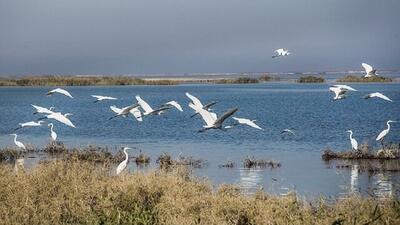  تالاب‌های شمال استان اردبیل میزبان پرندگان مهاجر