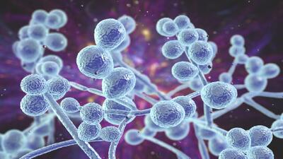 هشدار فوری در مورد شیوع قارچ کشنده مقاوم در برابر دارو در ۶۱ کشور