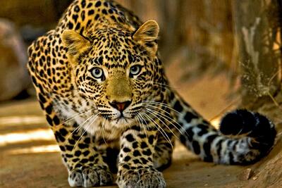 رهاسازی موفق پلنگ شهمیرزاد در زیستگاه طبیعی