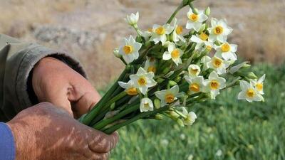  کیفیت بالای گل نرگس خراسان جنوبی، مزیت رقابتی تولیدکنندگان استان