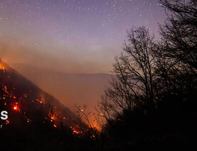 رمزگشایی از آتش سوزی در جنگل الیت