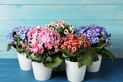 راهنمای کاملِ کاشت و نگهداری گل سینره برای عید نوروز