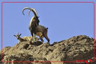  ثبت تصویر چهار رأس کل وحشی در منطقه شکار ممنوع مرور میبد یزد