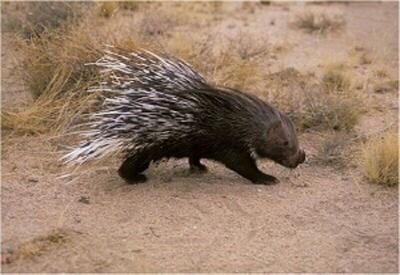  دستگیری شکارچیان غیرمجاز تشی در دشتستان
