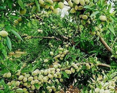  مقایسه سه نوع بادام پرفروش با درآمدمیلیاردی در نهالستان پالیز